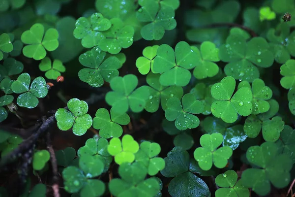 Fondo del trébol de la planta de cuatro hojas. Símbolo tradicional irlandés — Foto de Stock