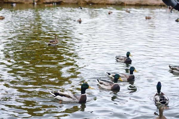 Vögel auf dem Teich. ein Schwarm Enten und Tauben am Wasser. mi — Stockfoto