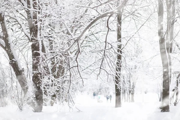 Paisaje invernal. Bosque bajo la nieve. Invierno en el parque . — Foto de Stock