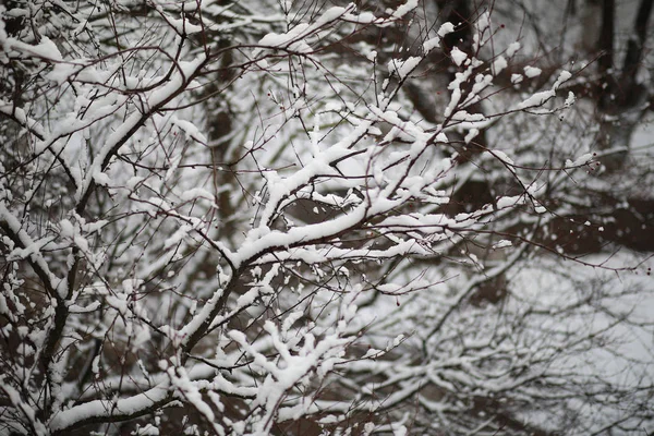 Winter Park. Landschap bij besneeuwd weer. januari. — Stockfoto