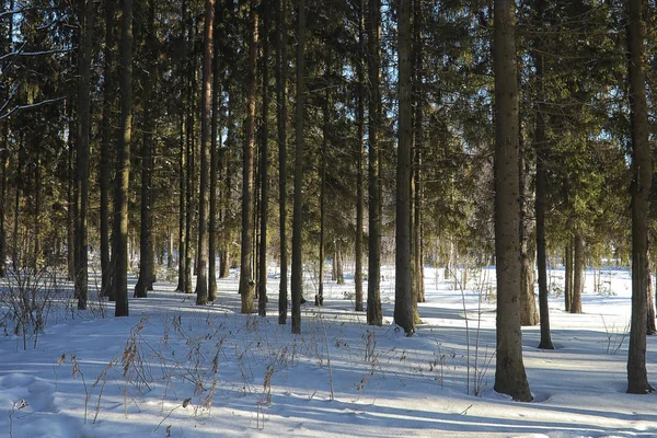 Зимовий ліс вкритий снігом — стокове фото