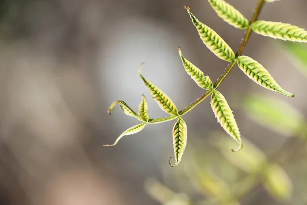Frühlingsnatur. Blätter und Sträucher mit den ersten grünen Blättern — Stockfoto