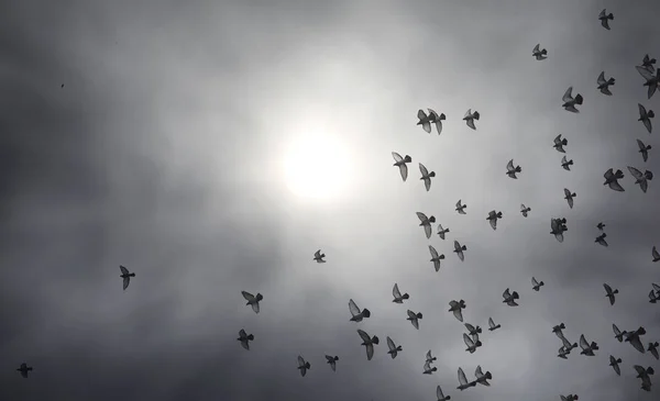 Nuvens Chuva Céu Bando Pombos Nuvens Escuras Cinzentas Céu Raios — Fotografia de Stock