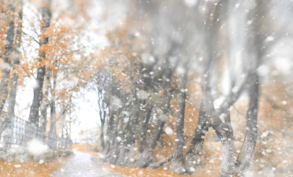 最初の雪の背景秋の公園 — ストック写真