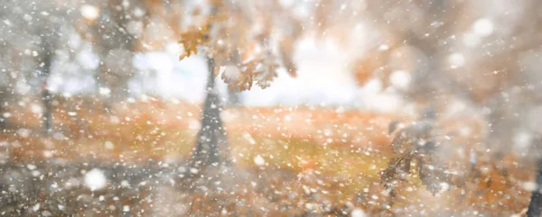 Fundo outono parque na primeira neve — Fotografia de Stock