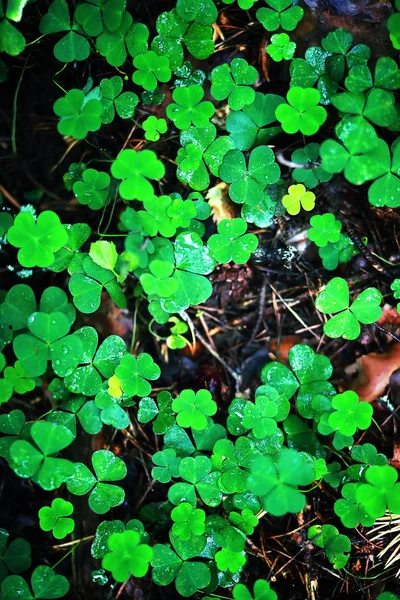 Bakgrund från växt klöver fyra blad. Irländsk traditionell symbol — Stockfoto