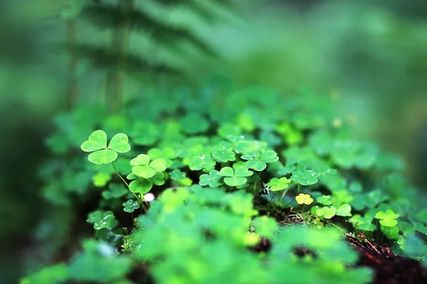 Fondo del trébol de la planta de cuatro hojas. Símbolo tradicional irlandés — Foto de Stock