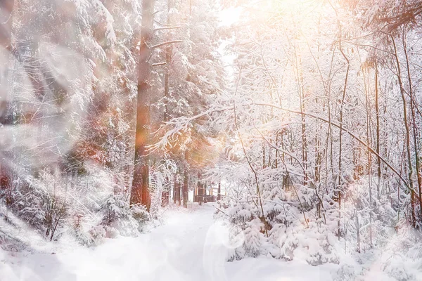 Vinterlandskap. Skog under snön. Vinter i parken. — Stockfoto