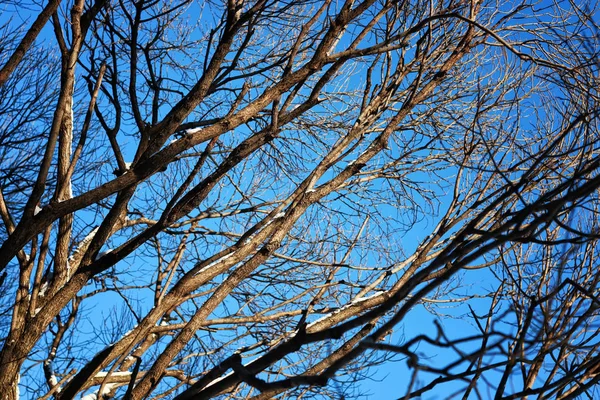 Birch bare winter bird — Stock Photo, Image
