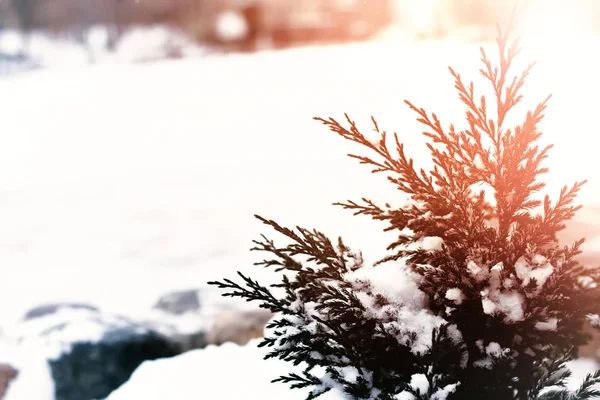 Köknar ağacı kar kış macrpo — Stok fotoğraf
