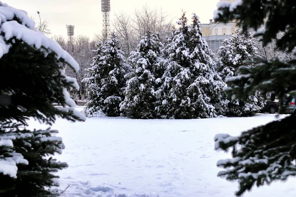 Zimowa jodła światło słoneczne — Zdjęcie stockowe