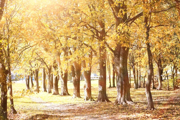 Autumn background in the park — Stock Photo, Image