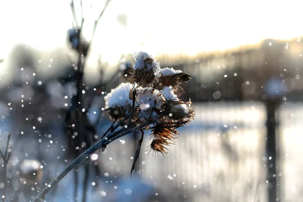 Landschaft Schnee Gras Makro Baum Winter — Stockfoto