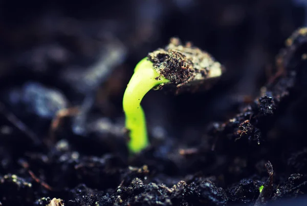 Box with small sprout from seeds — Stock Photo, Image