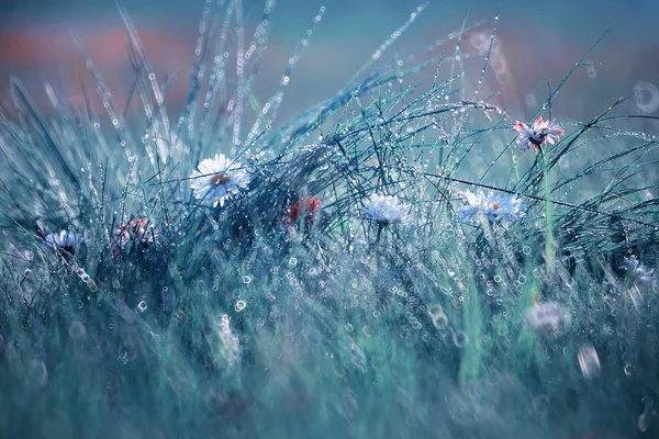 Flor salvaje. Flores pequeñas en un prado verde . — Foto de Stock