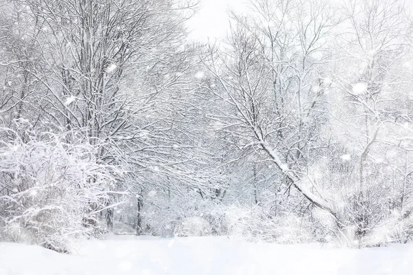 Winterlandschaft. Wald unter dem Schnee. Winter im Park. — Stockfoto