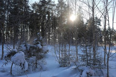 Kış ormanı karla kaplı