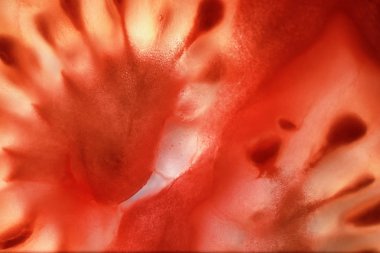 Kırmızı domates tohumları doku ile ikiye böldüm