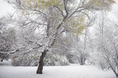 Karla kaplı Kış park ve banklar. Park ve beslenme için pier 