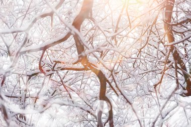 Kış manzarası. Karların altındaki orman. Parkta kış.