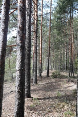Çam ormanı içinde kar altında baharın başlangıcı. Orman kar kış manzara altında. Çam ormanı kıştan sonra uyandı güneş ısıtır