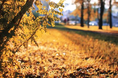 sonbahar park yaprak güneş