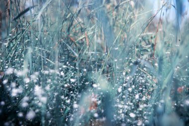 Vahşi çiçek. Yeşil çayırda küçük çiçekler.