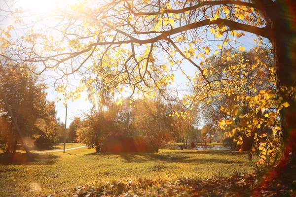 Autumn background in the park — Stock Photo, Image