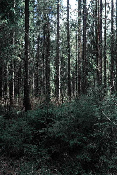 Fenyves Erdőben Erdő Mélyén Utazás Erdei Ösvényeken Fák Kora Tavasszal — Stock Fotó
