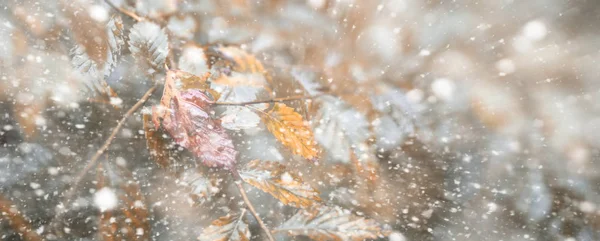 背景秋天公园在第一雪 — 图库照片