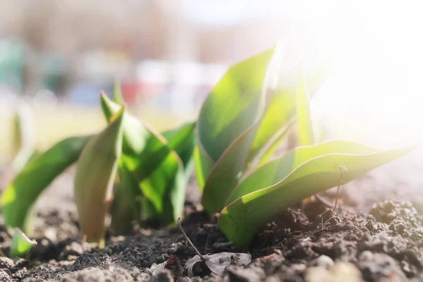 Luz solar en los tulipanes de los brotes — Foto de Stock