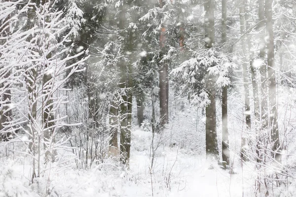 Paisaje invernal. Bosque bajo la nieve. Invierno en el parque . — Foto de Stock