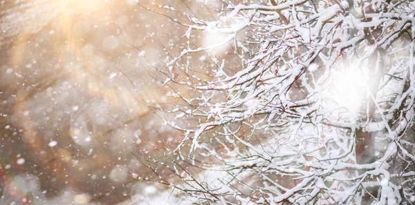 Parque de Inverno. Paisagem em tempo nevado. Janeiro . — Fotografia de Stock