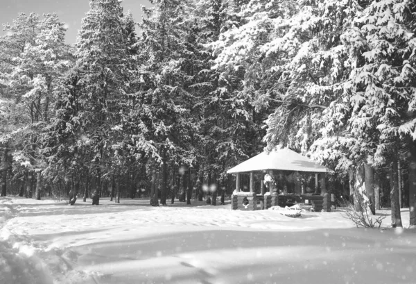 Monochromatyczne, drewniana altana w lesie w zimie słoneczny dzień — Zdjęcie stockowe