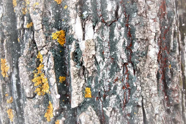 Árbol roto tronco macro nieve —  Fotos de Stock