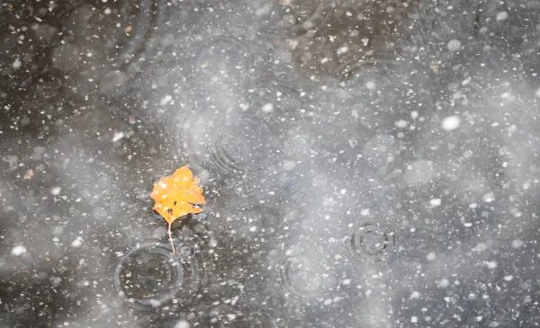 Parque de otoño en la primera nieve — Foto de Stock