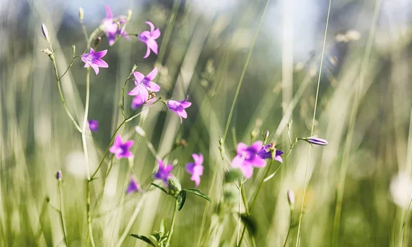 Landschap is zomer. Groene bomen en gras in een land van het platteland — Stockfoto