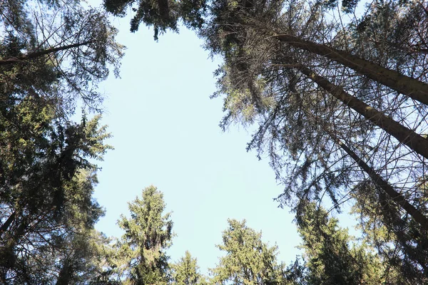 De toppen van groenblijvende bomen tegen de hemel — Stockfoto