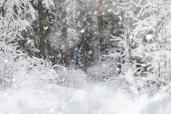冬の風景。雪の下の森。公園の冬. — ストック写真