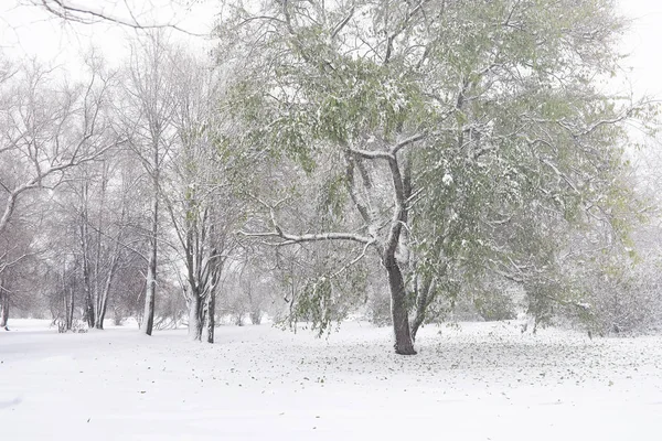 Parque de inverno coberto de neve e bancos. Parque e cais para alimentação — Fotografia de Stock