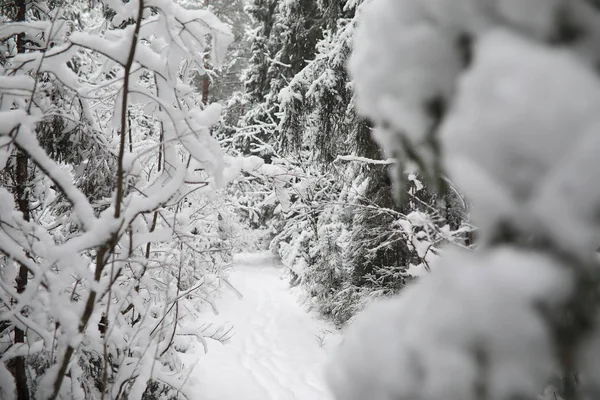 Paysage hivernal. Forêt sous la neige. L'hiver dans le parc . — Photo