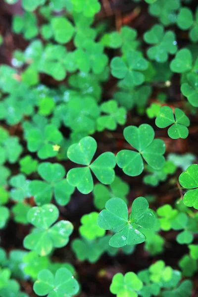 Background from plant clover four leaf. Irish traditional symbol — Stock Photo, Image