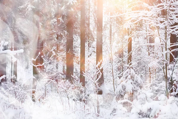 Paisaje invernal. Bosque bajo la nieve. Invierno en el parque . —  Fotos de Stock