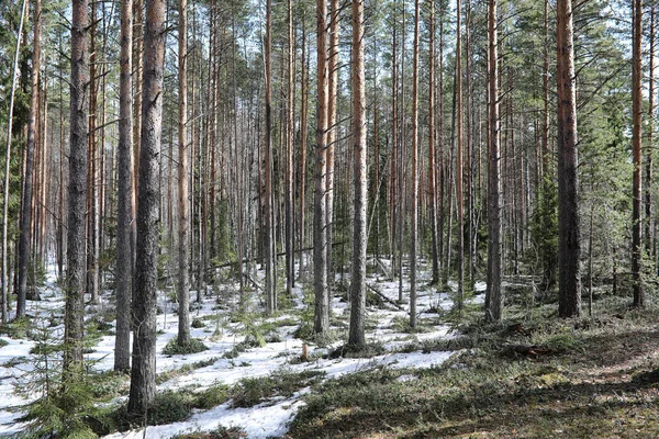 Dennenbos Het Begin Van Lente Onder Sneeuw Bos Onder Sneeuw — Stockfoto