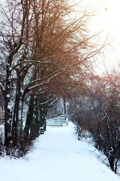 Vicolo Sentiero Parco Inverno Giorno Inverno — Foto Stock