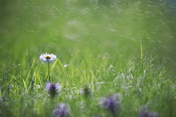 Flor salvaje. Flores pequeñas en un prado verde . — Foto de Stock