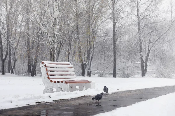 Zasněžené zimní park a lavičky. Park a molo pro krmení — Stock fotografie