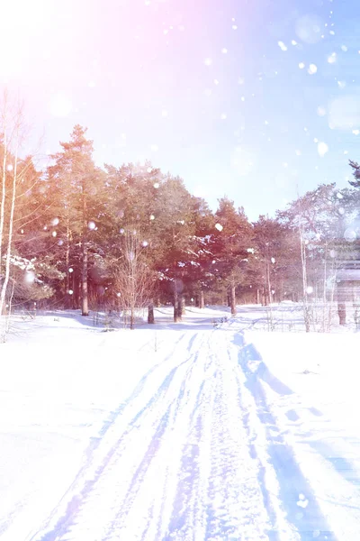 Winterwald an einem sonnigen Tag. Landschaft im Wald auf einer verschneiten — Stockfoto