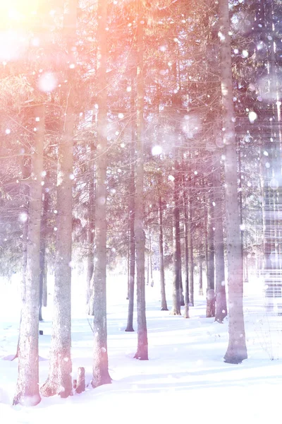 Bosque de invierno en un día soleado. Paisaje en el bosque sobre una nieve — Foto de Stock