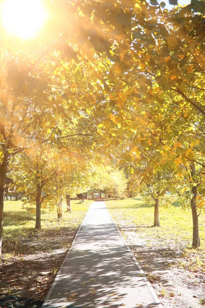 Parkta sonbahar arka plan